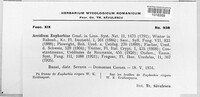 Endophyllum euphorbiae-sylvaticae image